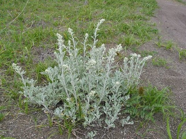 wormwood untuk pengobatan osteochondrosis tulang belakang